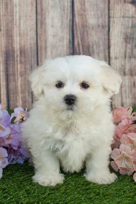 Read Maltipoo Puppy Designer Dog Journal: 150 Page Lined Notebook/Diary -  file in ePub