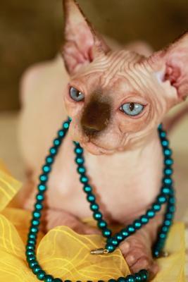 Read Styling Hairless Sphynx Kitty Wearing a Necklace Journal: 150 Page Lined Notebook/Diary -  | PDF