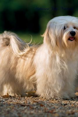 Full Download Havanese July Notebook Havanese Record, Log, Diary, Special Memories, To Do List, Academic Notepad, Scrapbook & More - Havanese World file in PDF