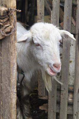Full Download Curious White Billy Goat Peeking Through a Wooden Gate Journal: 150 Page Lined Notebook/Diary -  | ePub