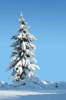Read Solitary Snow Covered Evergreen Tree Winter Journal: 150 Page Lined Notebook/Diary -  | PDF