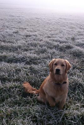 Read Golden Retriever in a Frosty Meadow Journal: 150 Page Lined Notebook/Diary -  | PDF