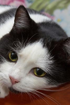 Read Online Cat: Notebook with Cats for Kids and Adults, Cute Cat Lovers Composition Notebook, Journal, Sketchbook (Blank, 110 Pages, 6 x 9) (Cat Notebooks) -  file in ePub